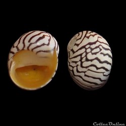 Neritidae - Puperita pupa (Linné, 1767)