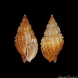 Nassariidae Photinae - Antillophos candeanus (d'Orbigny, 1842)