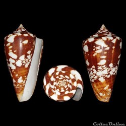 Leptoconus castaneofasciatus (Dautzenberg, 1937)