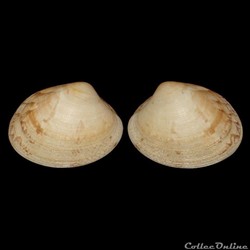 Veneridae - Polititapes aureus (Gmelin, 1791)