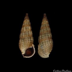 Batillariidae - Lampanella minima (Gmelin, 1791)