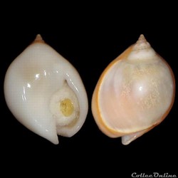 Nassariidae - Tritia gibbosula (Linnaeus, 1758)