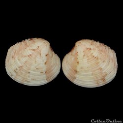 Veneridae - Venus casina (Linné, 1758)