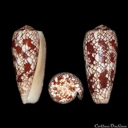 Darioconus omaria (Hwass in Bruguière, 1792)