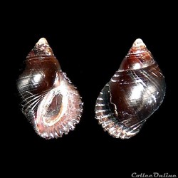 Planaxidae - Supplanaxis nucleus (Bruguière, 1789)