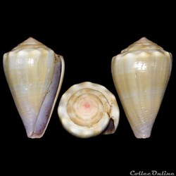 Floraconus balteatus (Sowerby I, 1833)