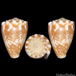 Virroconus fulgetrum (Sowerby I & II, 1834)