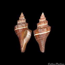 Melongenidae - Pugilina morio (Linné, 1758)
