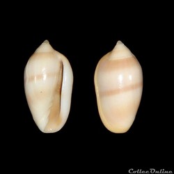 Marginellidae - Prunum olivaeforme (Kiener, 1834)