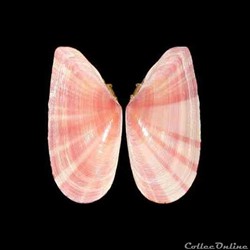 Tellinidae - Moerella pulchella (Lamarck, 1818)