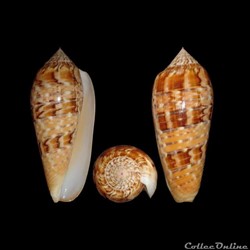 Textilia dusaveli (Adams, 1872)