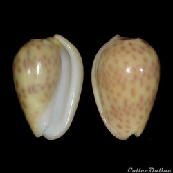 Cystiscidae - Persicula persicula (Linné, 1758)