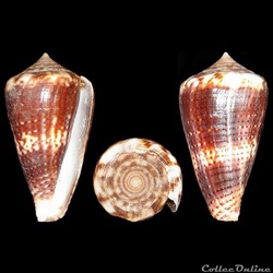 Kioconus (Nitidoconus) ruppellii (Reeve, 1848)