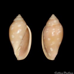 Marginellidae - Marginella sebastiani (Marche & Rosso, 1979)