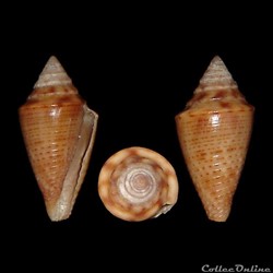 Jaspidiconus jaspideus (Gmelin, 1791)