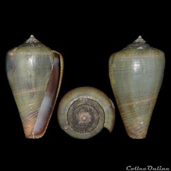 Lautoconus (Africonus) iberogermanicus (Röckel, Rolán & Monteiro, 1980)