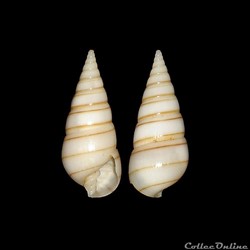 Pyramidellidae - Pyramidella dolabrata (Linné, 1758)