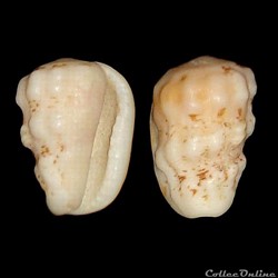 Harpidae - Morum oniscus (Linné, 1767)