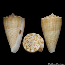 Asprella bocki (Sowerby III, 1881)