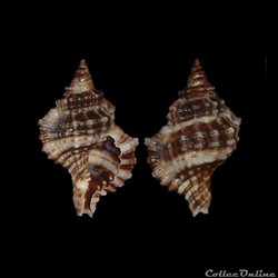 Cymatiidae - Gutturnium muricinum (Röding, 1798)
