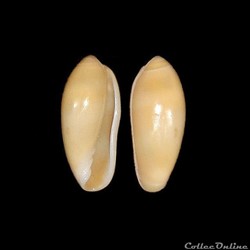 Marginellidae - Volvarina avena (Kiener, 1834)