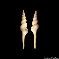 Fasciolariidae - Apertifusus meyeri (Duncker, 1869)