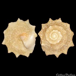 Turbinidae - Lithopoma brevispina (Lamarck, 1822)