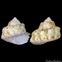 Turbinidae - Lithopoma tuber (Linné, 1758)