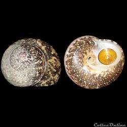 Turbinidae - Tegula fasciata (Born, 1778)