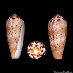 Pionoconus circumcisus (Born, 1778)