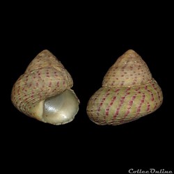 Trochidae - Steromphala divaricata (Linnaeus, 1758)