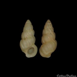 Epitoniidae - Opalia crenata (Linné, 1858)