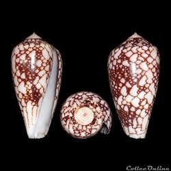 Darioconus episcopus (Hwass in Bruguière, 1792)