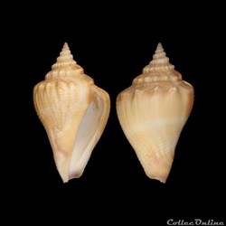 Strombidae - Strombus pugilis (Linné, 1758)