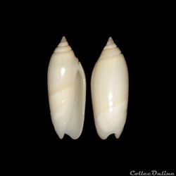 Olividae - Agaronia acuminata boavistensis (Burnay & Conceição, 1986)