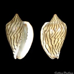 Marginellidae - Glabella bellii (Sowerby II, 1846)