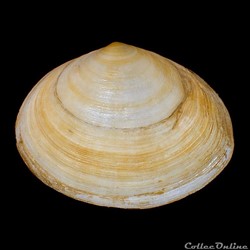 Semelidae - Scrobicularia plana (Linné, 1758)