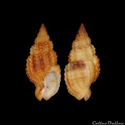 Nassariidae Photinae - Antillophos candeanus (d'Orbigny, 1842)