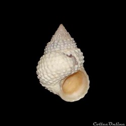 Littorinidae - Cenchritis muricatus (Linné, 1758)