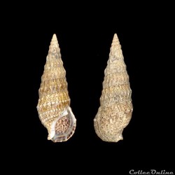 Cerithiidae - Rhinoclavis vertagus (Linné, 1767)