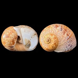 Naticidae - Naticarius hebraeus (Martyn, 1786)