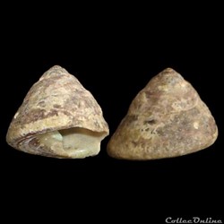 Turbinidae - Tegula excavata (Lamarck, 1822)