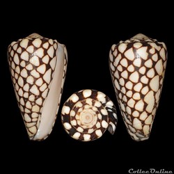 Conus marmoreus (Linné, 1758)
