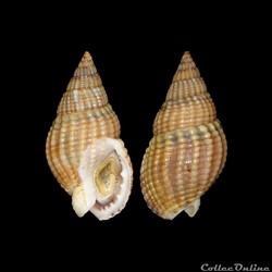 Nassariidae - Tritia reticulata (Linné, 1758)