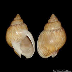 Nassariidae - Tritia mutabilis (Linné, 1758)