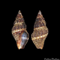 Pisaniidae - Aplus dorbignyi (Payraudeau, 1826)