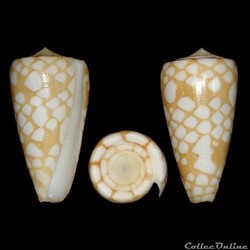 Eugeniconus cordigera (Sowerby II, 1866)