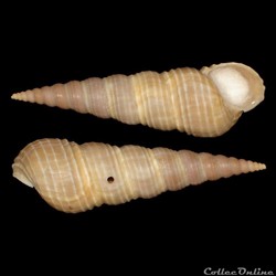 Turritellidae - Mesalia brevialis (Lamarck, 1822)