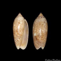 Olividae - Oliva flammulata flammulata (Lamarck, 1811)