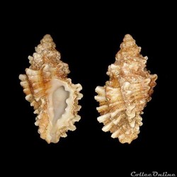 Muricidae - Ocenebra erinaceus (Linné, 1758)